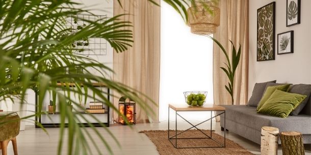 Green houseplants in living room with grey fabric sofa