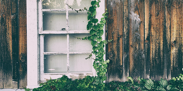 Closeup of dark wooden house with white painted windows and greenery