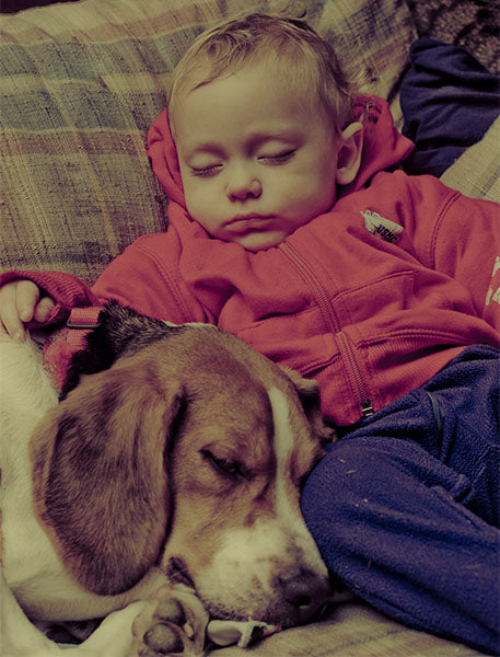 Beagle Dog in Living Room on Sofa