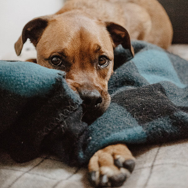 Brown Dog on Blue Towel