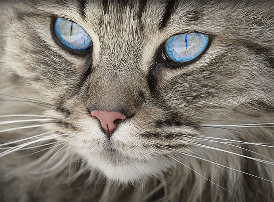 Cat with Blue Eyes Timberly