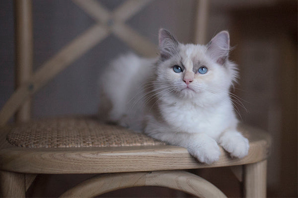 White Cat on Cross Back Wooden Chair