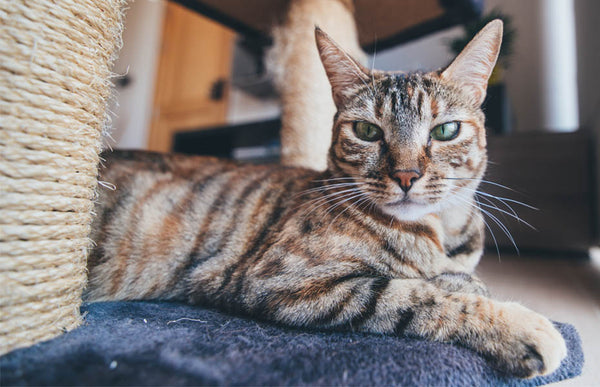 Cat on Floor With Toy