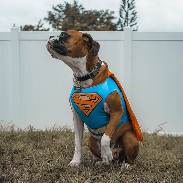 Dog Dressed for Halloween Party