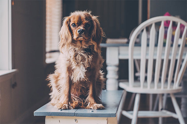 Dog in Dining Room With Chair