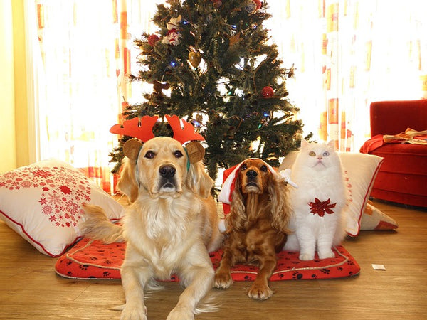 Dogs on Christmas