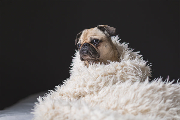 Sheepskin Rug and Dog