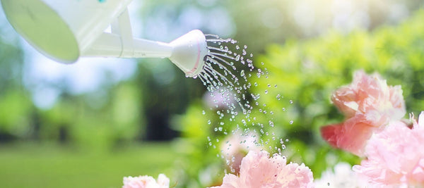 Close up of pink flowers being watered with watering can