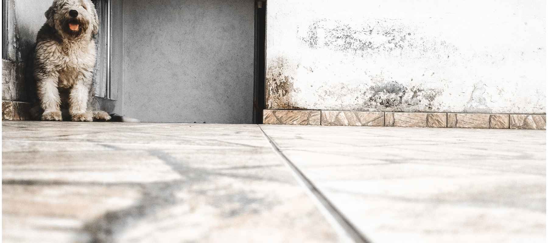 Tiled floor with dog in the background