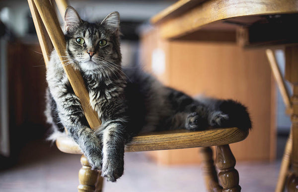 Grey Cat on Wooden Chair