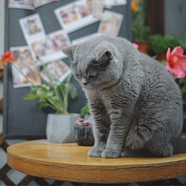 Cat on Wooden Round Stool