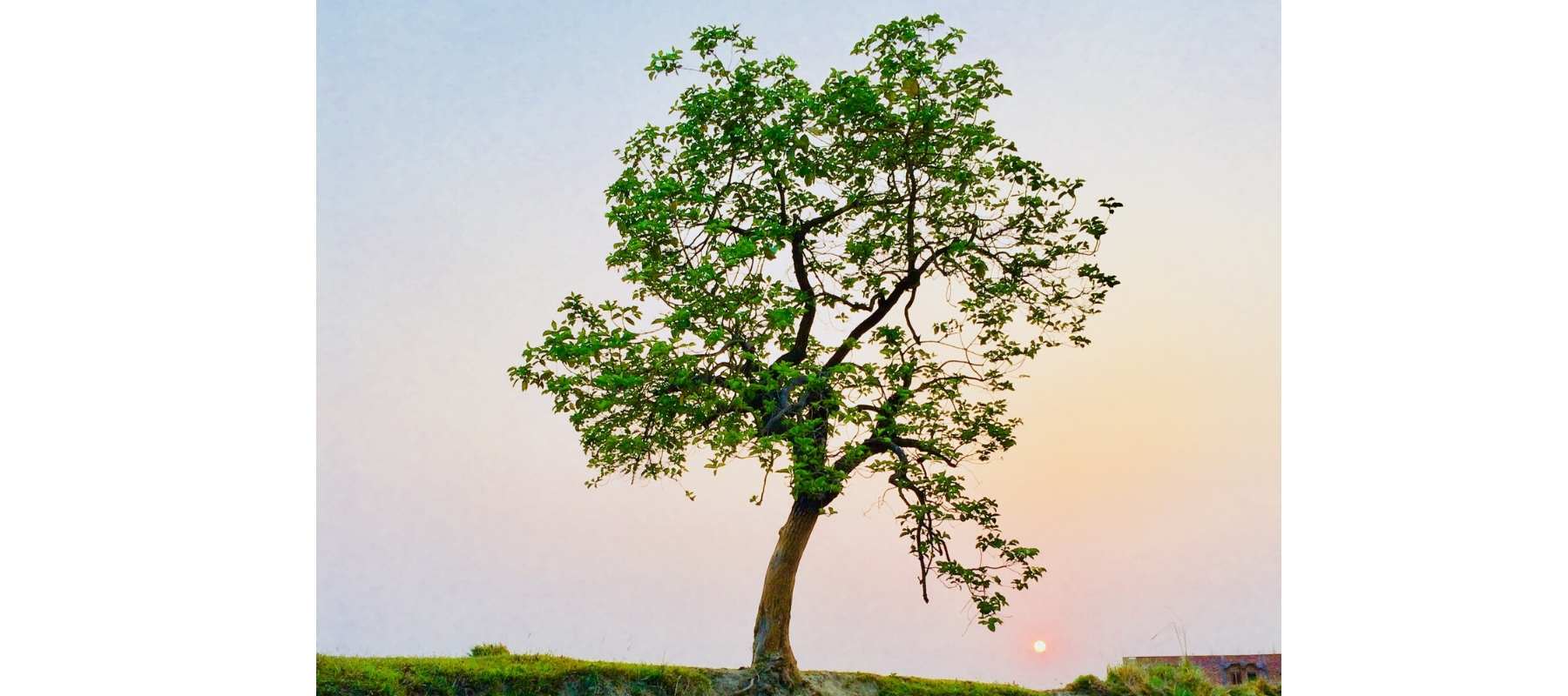 Large tree in a field