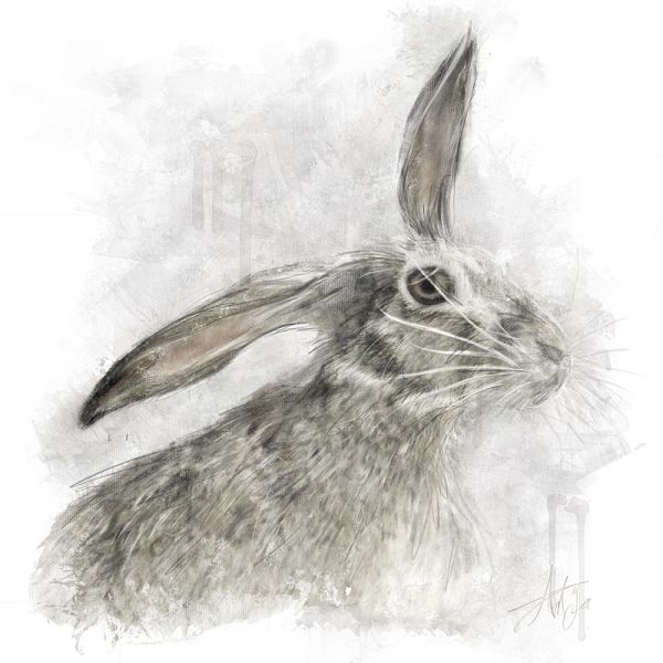 Grey Hare Canvas Wall Art
