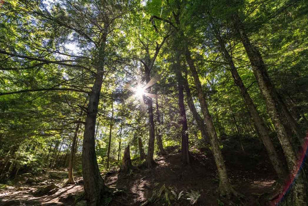 Kielder Forest Northumberland
