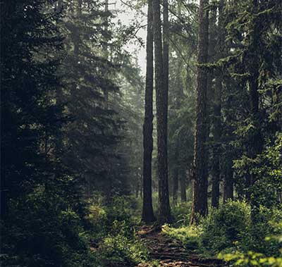 Trees in a green forest