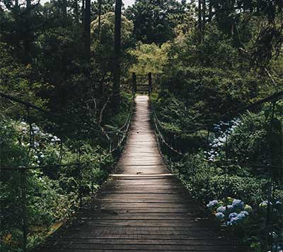 A wooden bridge in a green forest