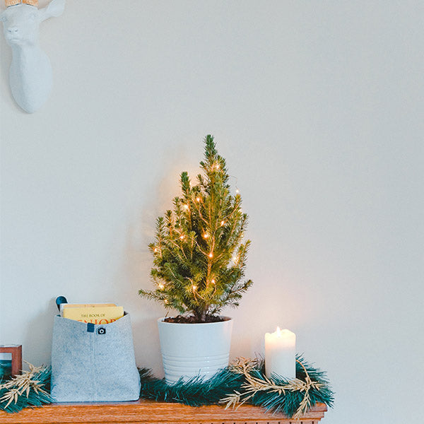 Small Potted Christmas Tree