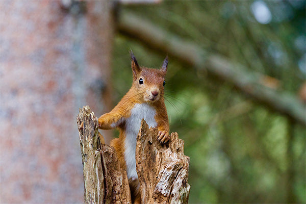 Squirrel in Woodland