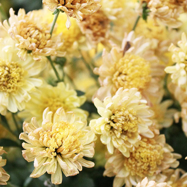 Yellow Chrysanthemums Flowers