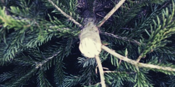 Close up of the trunk of a Christmas tree