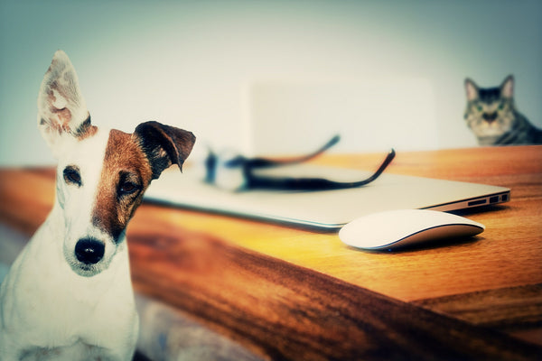 Reclaimed wood desk with dog and cat - Timberly