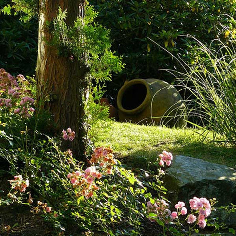 Outdoor garden plants and flowers