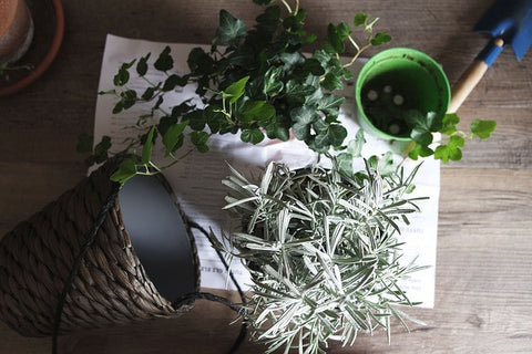 Pot plants on reclaimed wood dining table