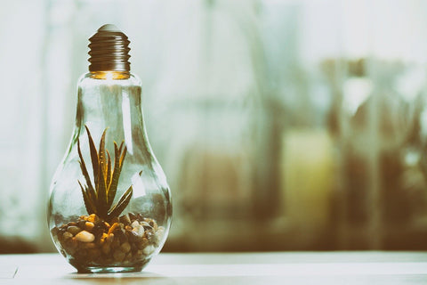 Light bulb with plant growing inside