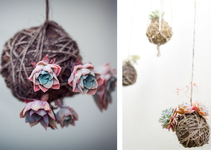 hanging decorative kokedama balls