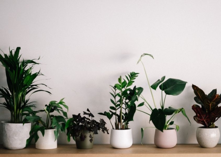 row of house plants in white pots