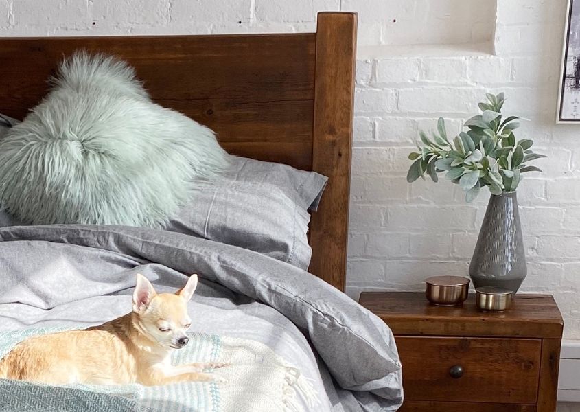 Small dog on large reclaimed wood bed with grey covers and green cushion