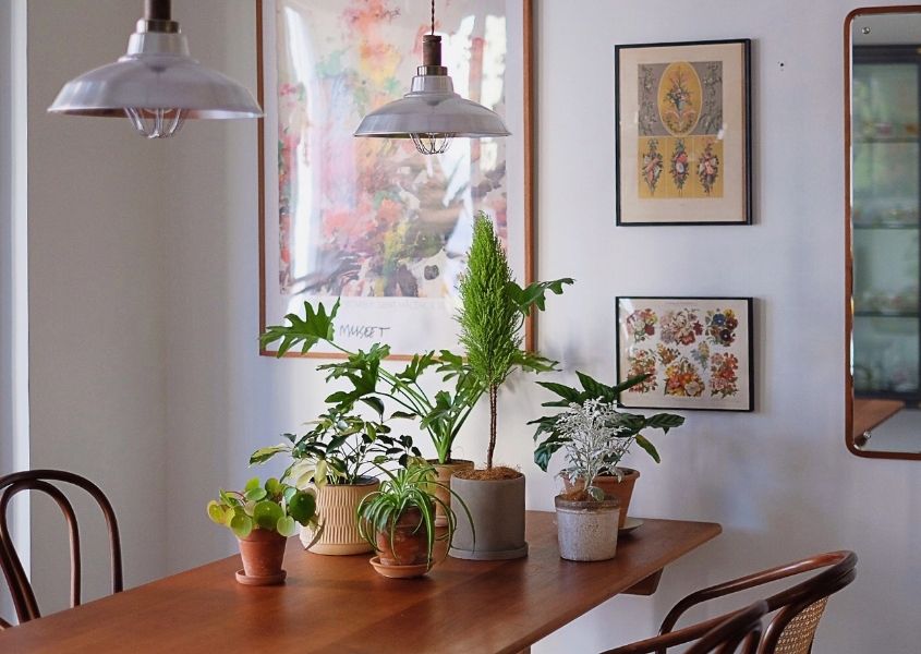 Wood dining table with white metal pendant lights and green plants