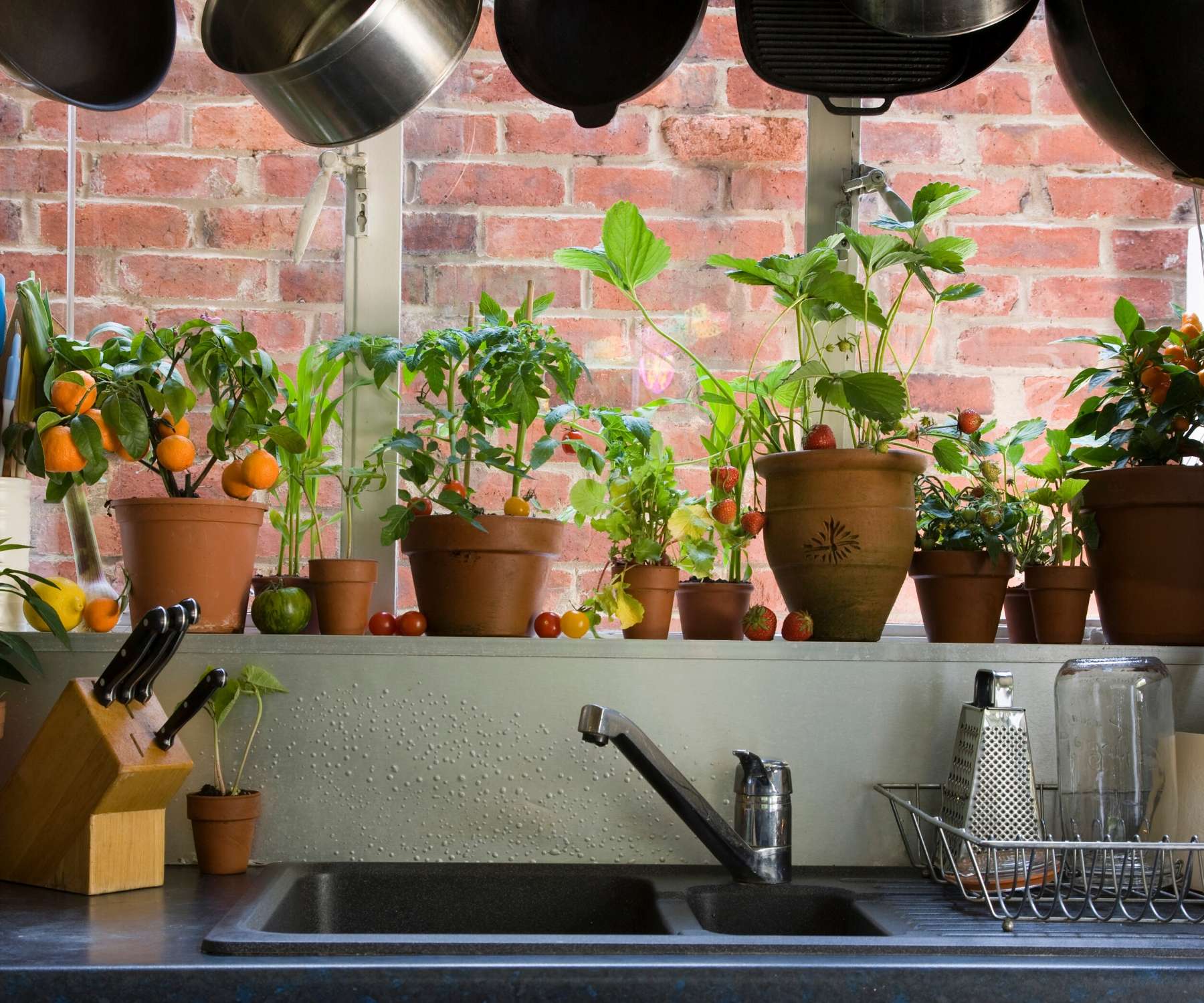 indoor plants on a  windowsill