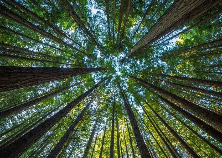 forest of trees for it's national tree week blog