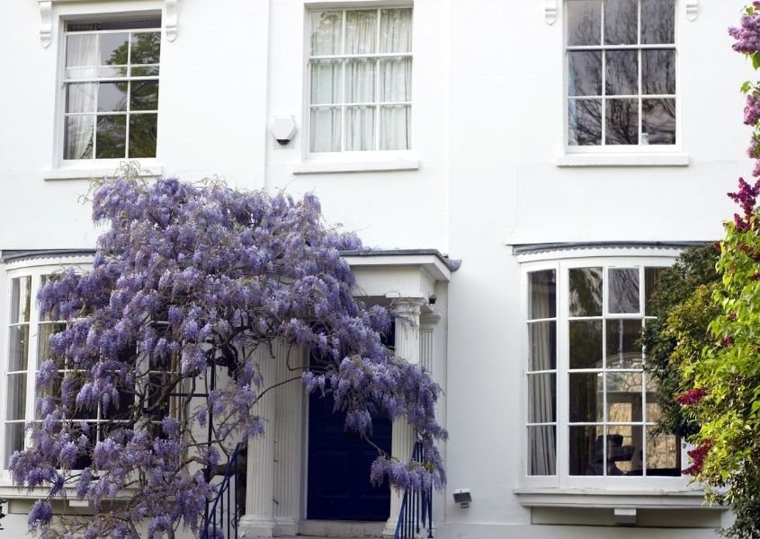 white house with purple wisteria 