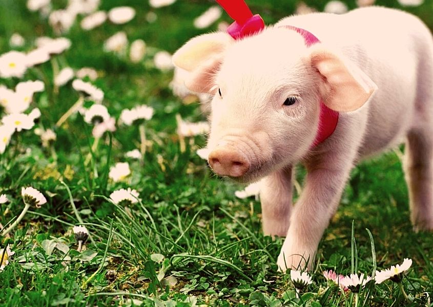 Small with pink bow around its neck walking in grass