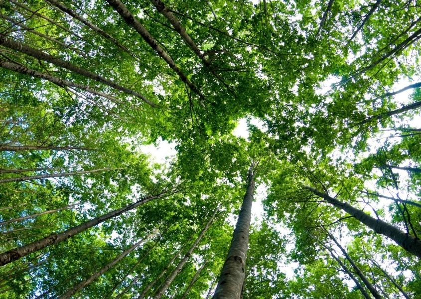 view of green tree tops