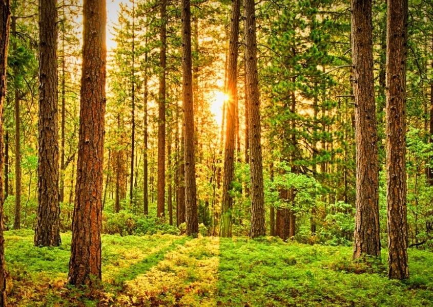 Middle of the forest with moss on ground and sunlight between the trees