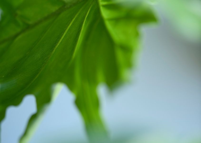 close up of green leaf with pale blue background